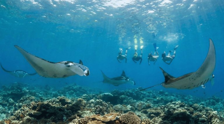Read more about the article Swimming with Giants: The Raw Guide to Snorkeling with Manta Rays in Nusa Penida